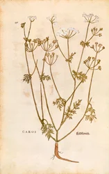 Karve - Carum carvi (Caros) av Leonhart Fuchs fra De historia stirpium commentarii insignes (Bemerkelsesverdige kommentarer om plantens historie) fargegravering