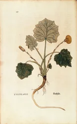 Coltsfoot (Tussilago farfara) av Leonhart Fuchs fra De historia stirpium commentarii insignes (Bemerkelsesverdige kommentarer om plantens historie), farget gravering