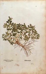 Vanlig portuk eller gris - Portulaca oleracea (Portulaca sylvestris) av Leonhart Fuchs fra De historia stirpium commentarii insignes (Bemerkelsesverdige kommentarer om plantens historie), farget gravering