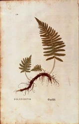 Bregne, vanlig polypodie (Polypodium vulgare) av Leonhart Fuchs fra De historia stirpium commentarii insignes (Bemerkelsesverdige kommentarer om plantens historie) farget gravering