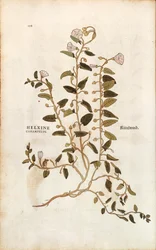 Åkerbinde - Convolvulus arvensis (Helxine cissampelos) av Leonhart Fuchs fra De historia stirpium commentarii insignes (Bemerkelsesverdige kommentarer om plantens historie) fargegravering