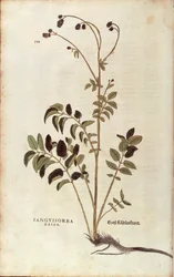 Stor brent - Sanguisorba officinalis (Sanguisorba major) av Leonhart Fuchs fra De historia stirpium commentarii insignes (Bemerkelsesverdige kommentarer om plantens historie) fargegravering