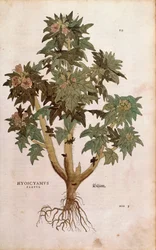 Henbane - Hyoscyamus niger (Hyoscyamus flavus) av Leonhart Fuchs fra De historia stirpium commentarii insignes (Bemerkelsesverdige kommentarer om plantens historie) fargegravering