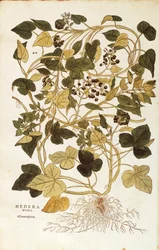 Eføy (Hedera helix nigra aurea) av Leonhart Fuchs fra De historia stirpium commentarii insignes (Bemerkelsesverdige kommentarer om plantens historie), farget gravering