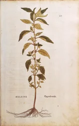 Pellitory-of-the-wall eller lichwort - Parietaria officinalis (Helxine) av Leonhart Fuchs fra De historia stirpium commentarii insignes (Bemerkelsesverdige kommentarer om plantens historie) farget gravering