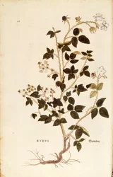 Tallerken: Dewberry (Rubus) av Leonhart Fuchs fra De historia stirpium commentarii insignes (Notable Commentarars on the History of Plants), farget gravering