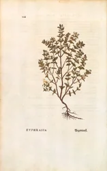 Red Eyebright (Euphrasia officinalis) av Leonhart Fuchs fra De historia stirpium commentarii insignes (Bemerkelsesverdige kommentarer om plantens historie) farget gravering