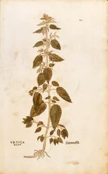 Brennesle - Urtica dioica (Urtica maior) av Leonhart Fuchs fra De historia stirpium commentarii insignes (Notable Commentarars on the History of Plants), farget gravering