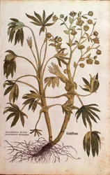 Stinking Hellebore eller Dungwort - Helleborus foetidus (Helleborus niger adulterinus sylvestris) av Leonhart Fuchs fra De historia stirpium commentarii insignes (Bemerkelsesverdige kommentarer om plantens historie), farget gravering