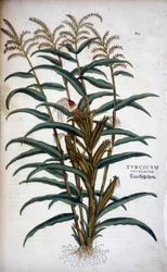 Turkish Grain (Mis) - i ""The History of the Races of Notable Commentarars"" av Leonhart Fuchs