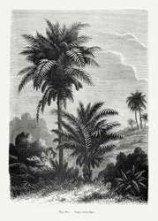 Vintage-tegning av palmetre V