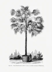 Vintage-tegning av palmetre X