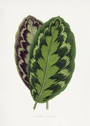 Illustrasjon av et blad fra Calathea veitchiana