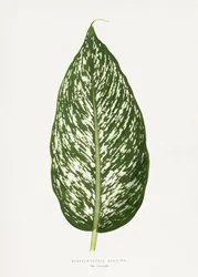 Illustrasjon av Dieffenbachia Seguina-bladet