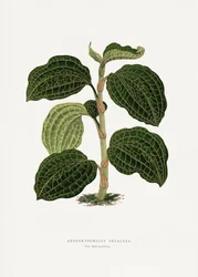 Illustrasjon av et grønt blad av Anoechtochilus setaceus