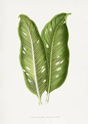 Illustrasjon av et grønt blad fra Dieffenbachia baraquiniana
