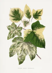 Illustrasjon av et grønt blad