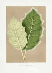 Illustrasjon av et grønt Solanum marginatum-blad