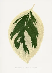 Illustrasjon av bladet til Hydrangea japonica variegata