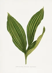 Illustrasjon av liljekonvallblad
