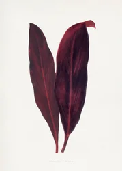 Illustrasjon av et rosa Dracaena Ferrea-blad
