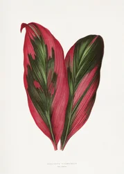 Illustrasjon av et rosa blad fra Dracaena terminalis