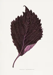 Illustrasjon av bladet til rosa perilla (Perilla nankinensis)
