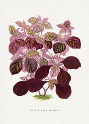 Illustrasjon av et rosa blad av Teleianthera ficoidea