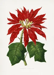 Illustrasjon av et Poinsettia pulcherrima-blad