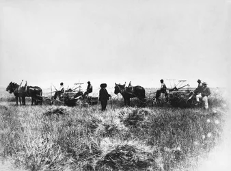 Slå høy i Policoro-felt, bønder med hester og vogner, Basilicata, tidlig på 1900-tallet, Italia, 1900-tallet