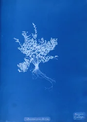 Cyanotype av britisk bregne