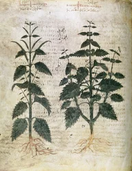 Herbals Nettles (orties), 6. århundre
