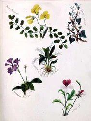 Ville blomster (side fra en skissebok med vers)