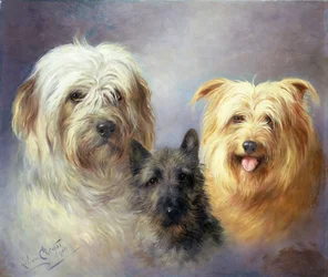 En tibetansk terrier, en cairn terrier og en silkeaktig terrier