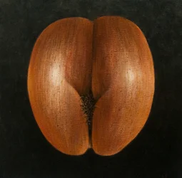 Coco de Mer, 2010 (akryl på lerret)