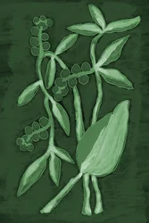 Botaniske nyanser av grønt