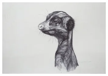 Meerkat, 2016, (biro på papir)