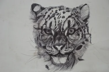 Snow Leopard, 2016, (bic biro på papir)