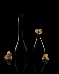 Elegante orkide-refleksjoner