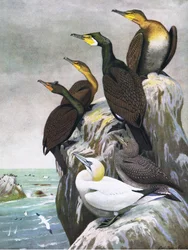 Illustrasjon fra puben The Natural History of American Birds of Eastern and Central North America. av Bramhall House ca. 1970