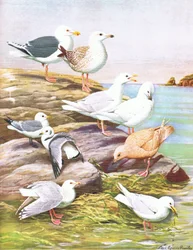 Illustrasjon fra puben The Natural History of American Birds of Eastern and Central North America. av Bramhall House ca. 1970