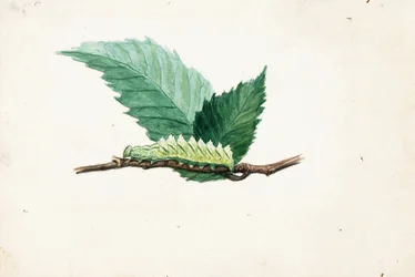 Jagged Leaf Edge Caterpillar..., slutten av 1800-begynnelsen av 1900-tallet.