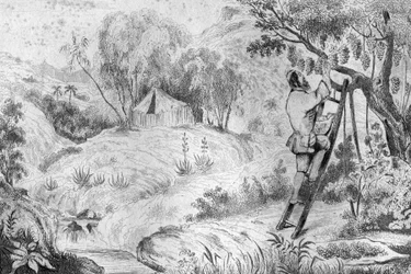 Jeg hadde mer enn to hundre klynger... gravering etter M. de Sainsons tegning til boken til Daniel Defoe (De foe) "Robinson Crusoe"" fransk utgave av 1837.