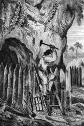 Jeg plantet ti rader med palisader. gravering etter M. de Sainsons tegning til boken til Daniel Defoe (De foe) “Robinson Crusoe”” fransk utgave av 1837.