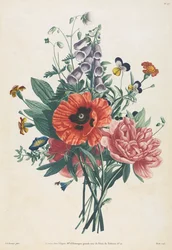 Samling av blomster og frukt malt etter naturen: Bukett med revebjelle, klematis, stemorsblomst, peon, valmue og gul daglilje