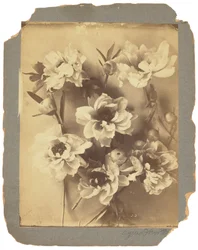 Tiffany Studios, ca. 1898-1920 (fotografi s/h)