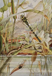 Dragonfly and Mayfly, illustrasjon fra 
