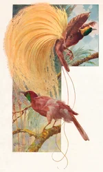 Great Birds of Paradise, 1910, 1911