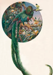«Langhalede trogoner», ca. 1910, 1911