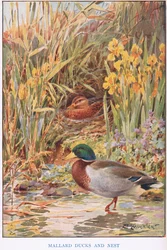 Mallard Ducks and Nest, illustrasjon fra 